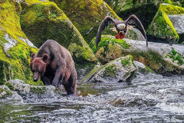 Grizzly Bear-salmon run-Anan Creek-Wrangell-Alaska-USA